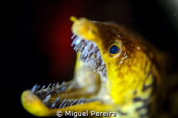Fang tooth moray eel by Miguel Pereira 
